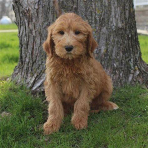 F1b Labradoodle Puppies For Sale Mn