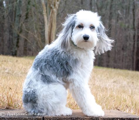 F1b aussiedoodle. F1b AussieDoodle = (F1 AussieDoodle X 100% Poodle) In most cases, you will get puppies that are completely non shedding, and these dogs are generally better for people with … 