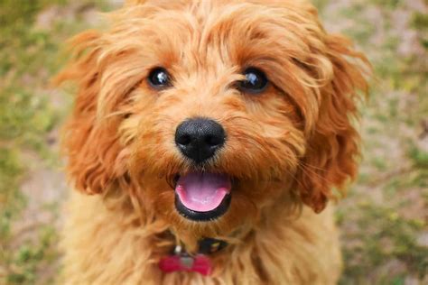 F1b cavapoo. The F1B Cavapoo is a first-generation puppy from the breeding of a purebred Poodle or Cavalier King Charles Spaniel to a F1 Cavapoo. Usually, it’s the Poodle that’s bred to a F1 Cavapoo. Dissecting F1B means “Filial,” 1 st generation, and back-crossing to a purebred Poodle. 