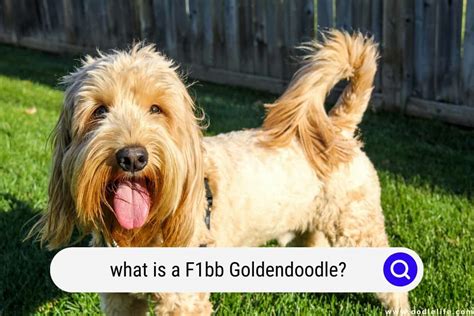 F1BB Goldendoodles: F1BB Goldendoodles are a specific type of Goldendoodle dog breed that is the result of breeding a first-generation Goldendoodle with a poodle. The F1BB Goldendoodle is 87.5% Poodle and 12.5% Golden Retriever, which means that they are hypoallergenic and have less shedding than other breeds.. 