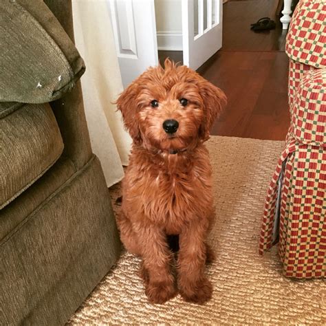 A full-grown F1b Mini Goldendoodle is around 15-25 lbs, though their weight can vary depending on the size of the parents. Their ears are always floppy. This is much smaller than the typical size of a full-grown Goldendoodle and closer to the size of Miniature Poodles.. 