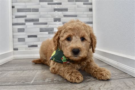 F2 Goldendoodle Puppy