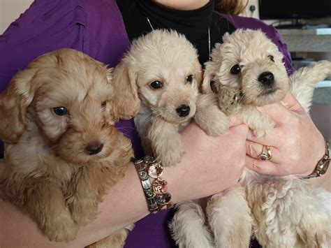 F3 Miniature Labradoodle Puppies For Sale
