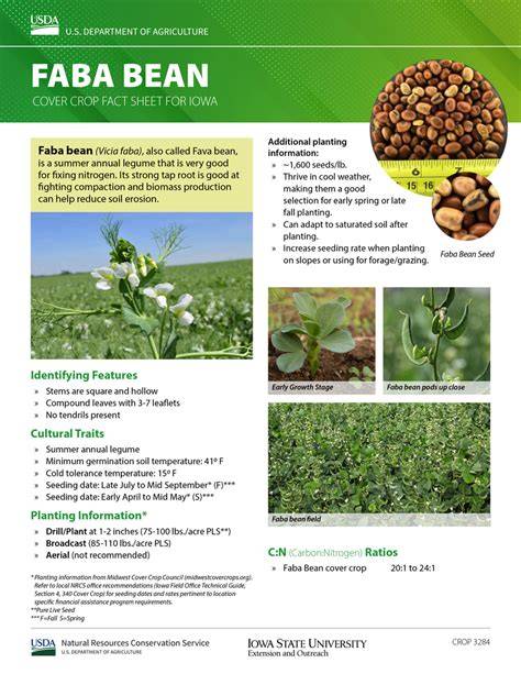 Faba Bean Cover Crop Fact Sheet - Natural Resources Conservation … - raincitystudios.com
