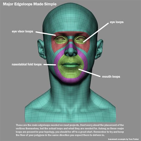 Face Topology 101: Key Concepts for Beginners - Shapelab - wintechmobiles.com