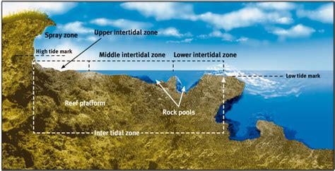 Fact Sheet: Intertidal rocky shores - Department of … - muktibox.com