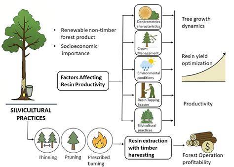 Factors Affecting Pine Resin Productivity And Its … - raincitystudios.com