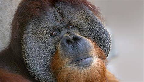 Factsheet: Orangutans - WWF - raincitystudios.com