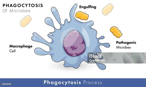 Fagositosis Bakteri Oleh Makrofag - muktibox.com