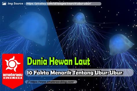 Fakta Menarik Ubur-Ubur - raincitystudios.com