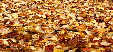 Fallen autumn leaves are a valuable resource - The … - raincitystudios.com
