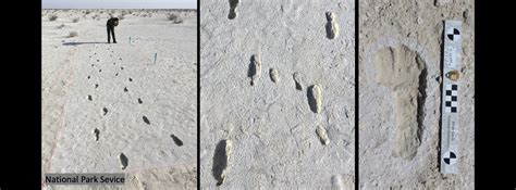 Famous Footprints Yield New Insights Into How Fossil Humans Walked - wintechmobiles.com