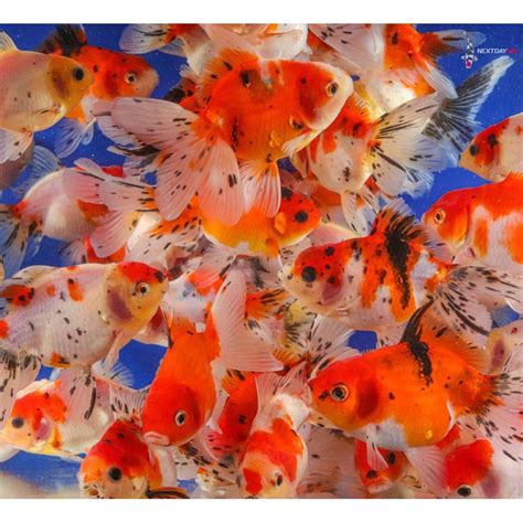 Fancy Goldfish: A Comprehensive Guide - Petbarn - raincitystudios.com