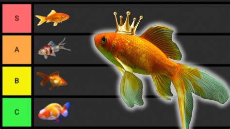Fancy Goldfish breed farm || New Beautiful Colour goldfish - raincitystudios.com