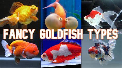 Fancy Goldfish Breeding Guide: Can I Breed Different Types Together ... - raincitystudios.com