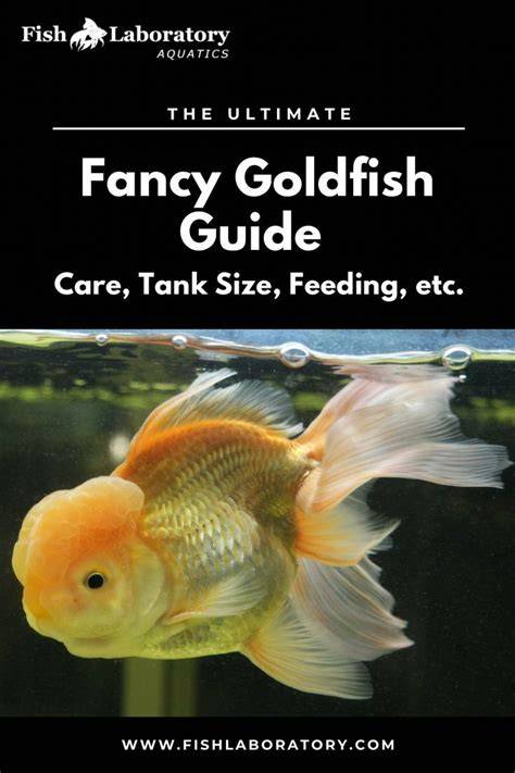 Fancy Goldfish Care | I have a question about feeding - raincitystudios.com