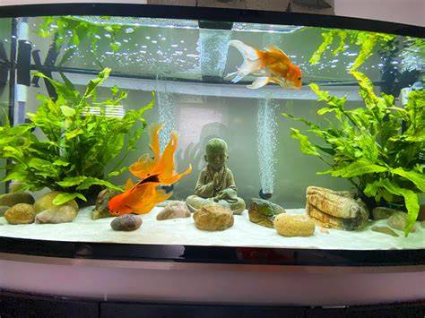 Fancy Goldfish Tank Setup Guide: Mistakes to Avoid - raincitystudios.com