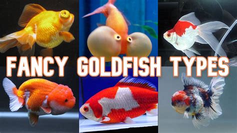 Fancy Goldfish Types, Care Tips, and Fun Facts for … - raincitystudios.com