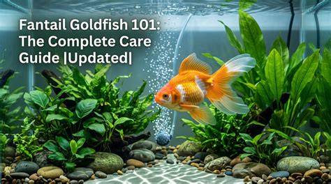 Fantail Goldfish: Complete Guide & Care, Tank Setup … - raincitystudios.com