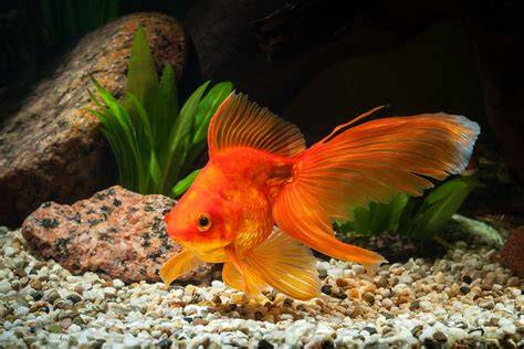 Fantail Goldfish: Essential Care and Breeding Guide - raincitystudios.com