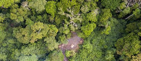 FAO and WRI launch guide to monitor forest restoration - raincitystudios.com