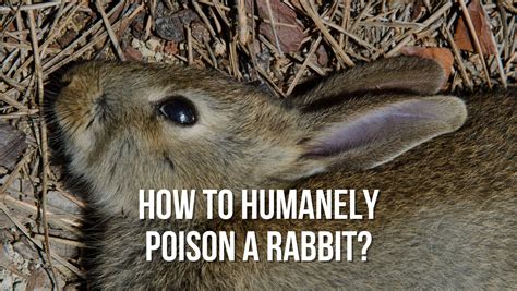 FAQ: How To Kill A Rabbit Humanely? - Rabbits