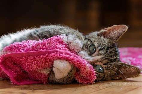 FAQ: How to know when to put your cat down?