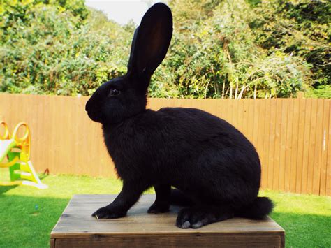 FAQ: Where Can I Buy A Continental Giant Rabbit? - Rabbits