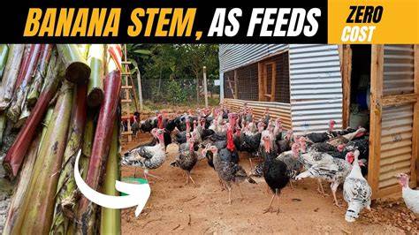 Farm-Generated Feed Using Fermented Banana Stems: a Low-Cost ... - raincitystudios.com