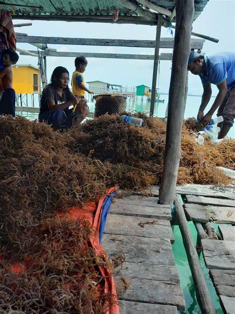 Farmed seaweed - World Wildlife Fund - raincitystudios.com