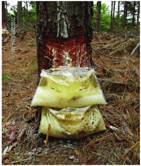 Farmers' Secret Technique: Tapping Pine Resin with Simple Tools ... - raincitystudios.com
