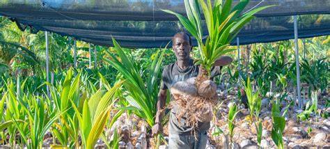 Farmers of Jamaica | Dwarf coconut plants sale 1000 per plant ... - raincitystudios.com