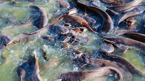 Farming Catfish - SEAFDEC/AQD - muktibox.com