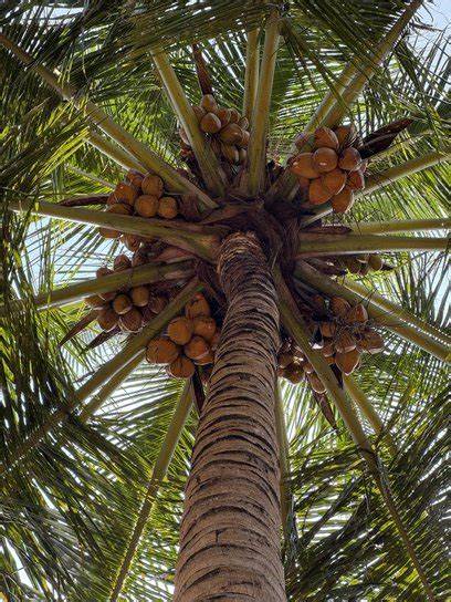 Farming Coconuts – Coco Grove - raincitystudios.com