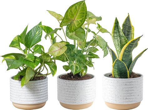 Farms Live Plants (3 Pack), Easy To Grow Real Indoor Houseplants ... - raincitystudios.com