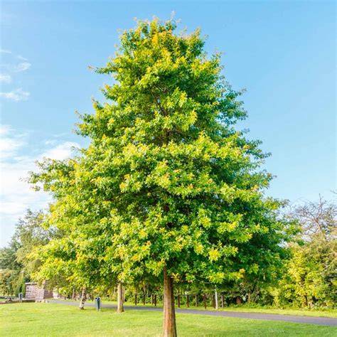 Fast Growing Hardwood Trees: An Overview - Or I2aLD - raincitystudios.com