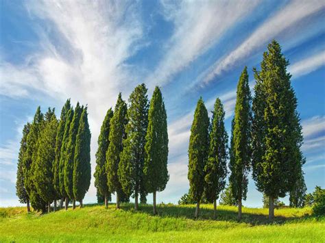 Fast Growing Trees - Quick Fruit & Shade Trees - raincitystudios.com