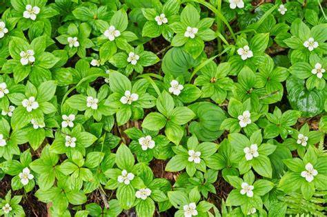 Fast-Growing Ground Cover for Shade or Full Sun - raincitystudios.com