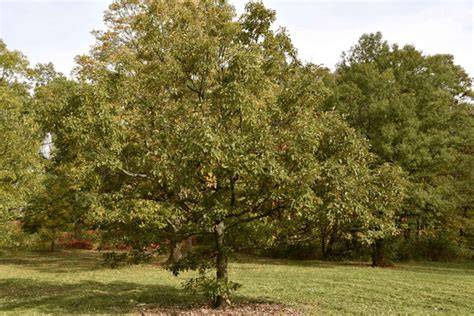 Fast-Growing Trees for Midwest Yards - raincitystudios.com