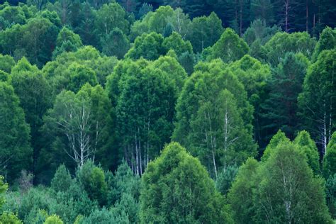 Fast-Growing Trees Ideal for Reforestation Projects - raincitystudios.com