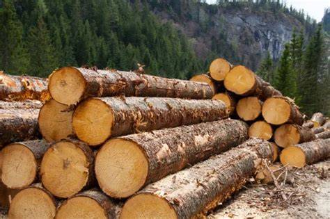 Fastest Growing Timber Trees That Earn the Most Too - raincitystudios.com