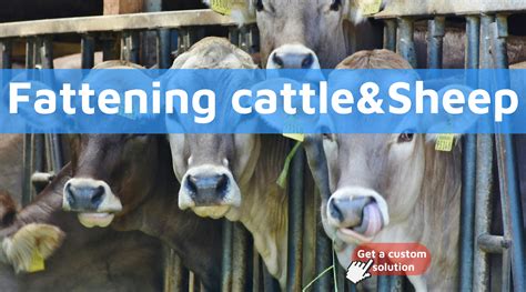 Fastest Way to Double Fattening Cattle Weight - raincitystudios.com