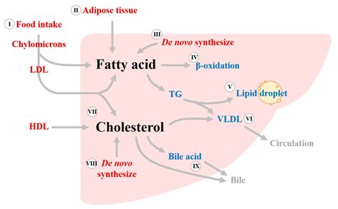 Fat and Cholesterol Metabolism - Osmosis - muktibox.com