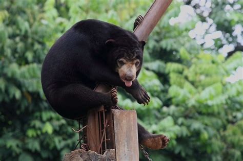 Fauna Kalimantan - Wikipedia bahasa Indonesia, ensiklopedia bebas - raincitystudios.com