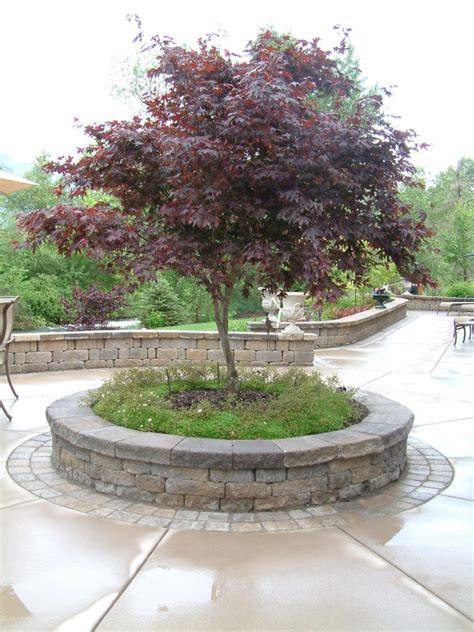 Favorite Focal Point Trees & Their Characteristics - raincitystudios.com