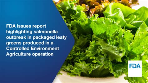 FDA Issues Report on 2024 Salmonella Outbreak in Packaged Leafy Greens