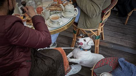 FDA says dogs allowed in outdoor dining areas if restaurants permit it