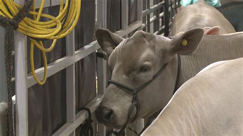FDA to require prescriptions for livestock antibiotics, aiming to stop drug-resistant bacteria
