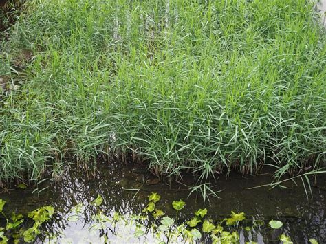 Featured Species-associated Wetland Habitats: Freshwater Grass Wetland ... - raincitystudios.com