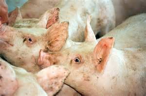 Federal government funds Quebec organic fertilizer company - raincitystudios.com
